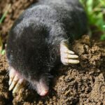 Moles Keep Tunneling Through Your Lawn? This Garden Staple Sends Them Looking Elsewhere