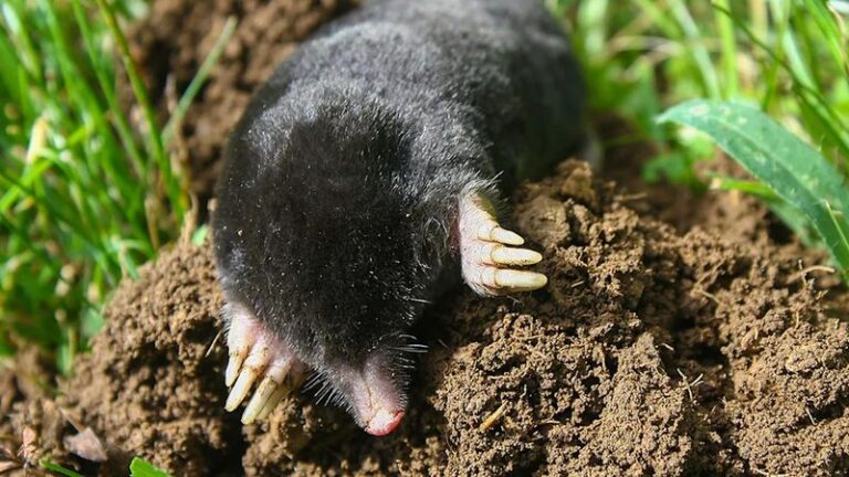 Moles Keep Tunneling Through Your Lawn? This Garden Staple Sends Them Looking Elsewhere