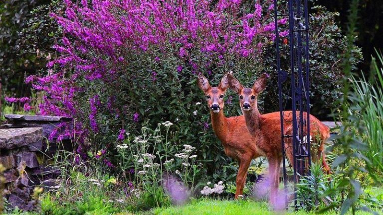 Deer Are Stripping Your Fall Shrubs Bare as the Forage Runs Out – Here’s What Actually Keeps Them Off