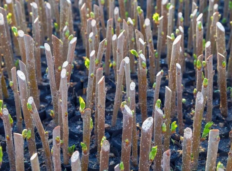 Your Fig Tree’s Best Branches Root Into Whole New Trees — Here’s the Fall Cutting Move That Works
