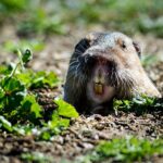 California Gophers Tunnel Straight to Your Roots, but No Native Plant Has Been Shown to Stop Them