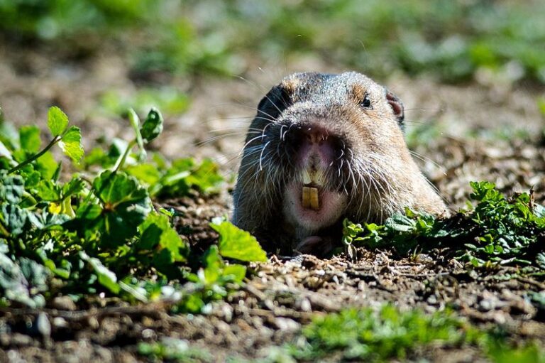 California Gophers Tunnel Straight to Your Roots, but No Native Plant Has Been Shown to Stop Them