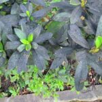 Crape Myrtle Leaves Are Turning Black in North Carolina, and This Fix Stops the Sticky Mess