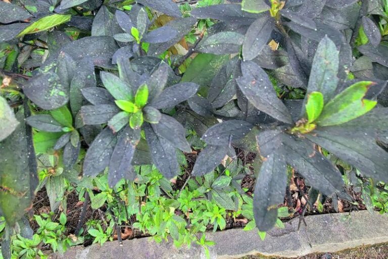Crape Myrtle Leaves Are Turning Black in North Carolina, and This Fix Stops the Sticky Mess