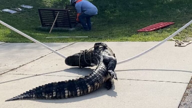 The Florida animals most likely to turn up around your home after storm cleanup starts