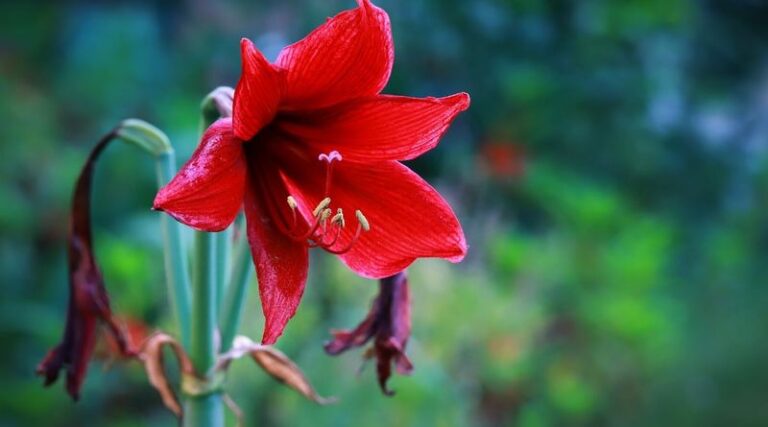 Your Central Texas Amaryllis Bulbs Refuse to Bloom Indoors Because You Skipped Their Fall Chill
