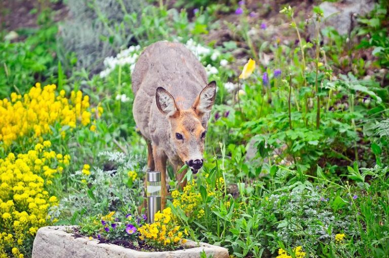 Deer Are Stripping Your Fall Garden as the Wild Forage Dries Up — Here’s the Scent That Turns Them Away