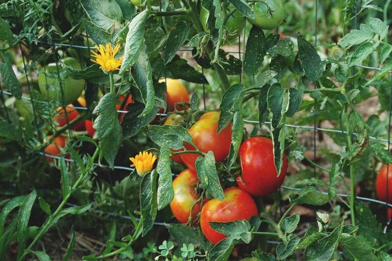 Your Tomato Plants Keep Struggling Because These Nearby Plants Compete Too Hard