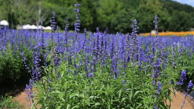 Do This To Your Texas Mealy Blue Sage Now So It Keeps Blooming Blue Straight Through November