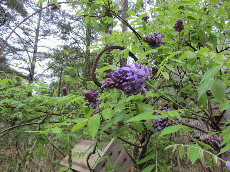 Skip Invasive Wisteria in North Carolina and Plant This Native Vine That Covers Fast
