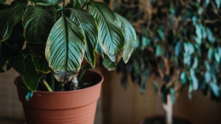 Your Peace Lily’s Brown Leaves Keep Spreading Because One Stress Problem Isn’t Fixed Yet