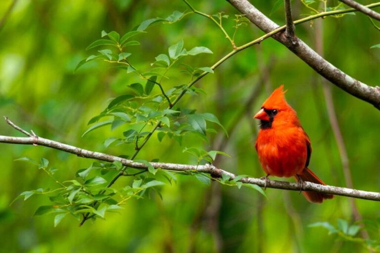 What to plant in a Florida yard that keeps cardinals around after feeders empty