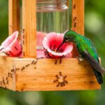 Your Hummingbird Feeder Keeps Leaking Nectar, and That’s What Brings the Ants Running