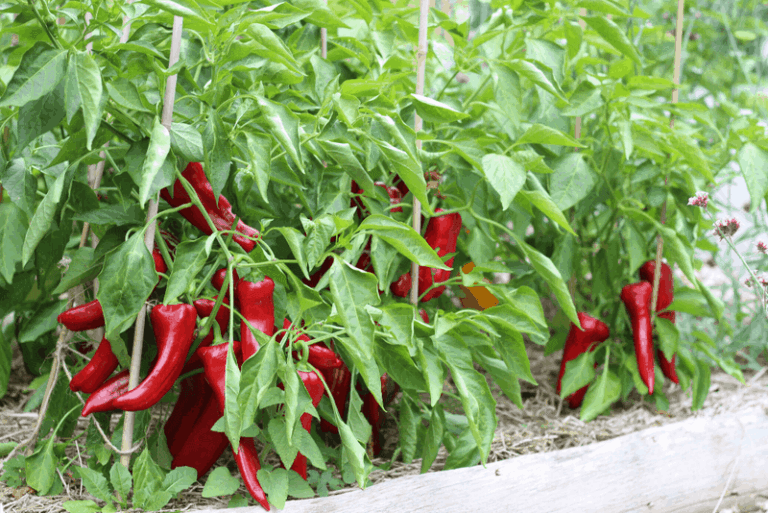 What To Plant in Your Florida Garden This Week for a Fall Pepper Harvest Before the Window Closes