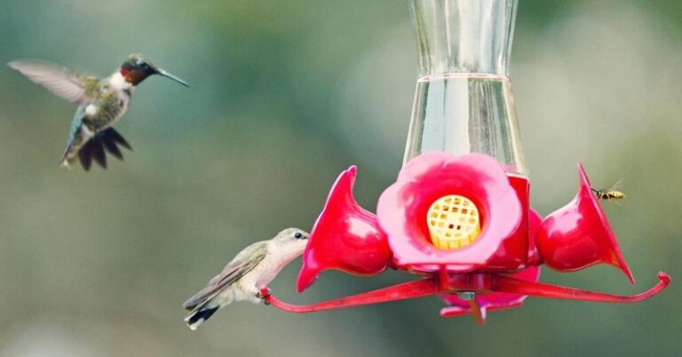 Your Hummingbird Feeder Sits Empty Because of Where It’s Hanging – Here’s the Spot That Draws Them In