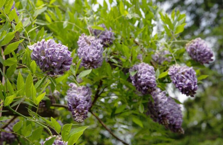 The Native Texas Vine Homeowners Are Planting Instead of Thirsty Wisteria for Drama Without the Wrestling Match