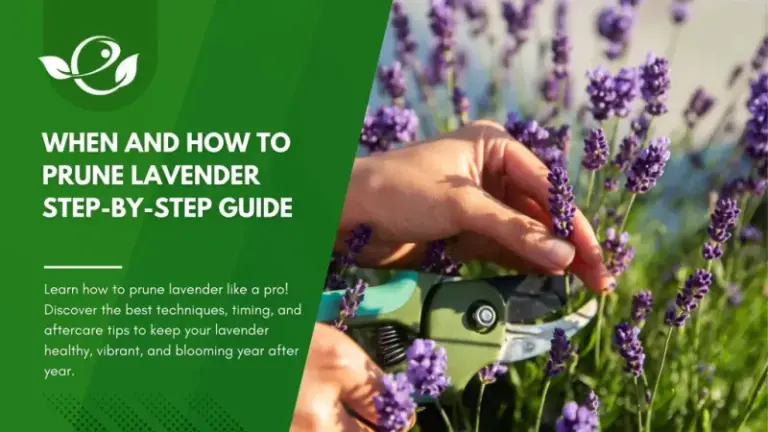 Prune Your Lavender This Way and It Stays Fuller, Neater, and Healthier
