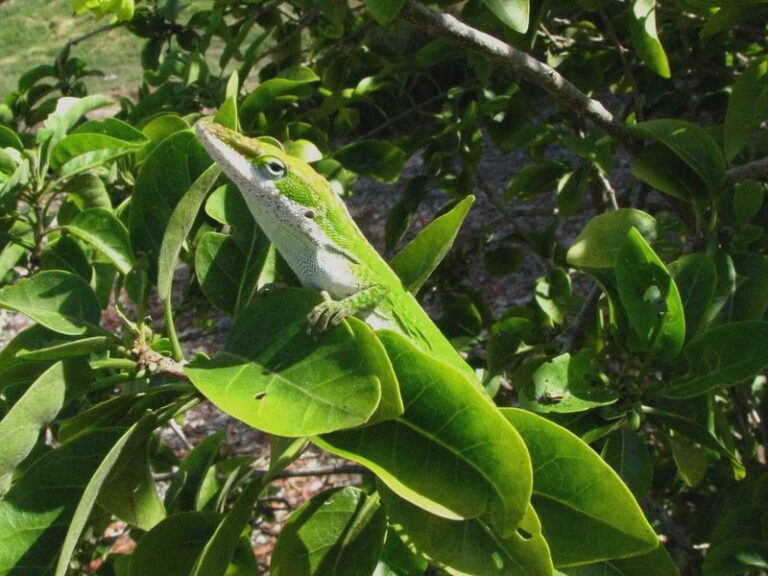 Your Florida yard gets more anoles and fewer pests when you stop doing these 7 things