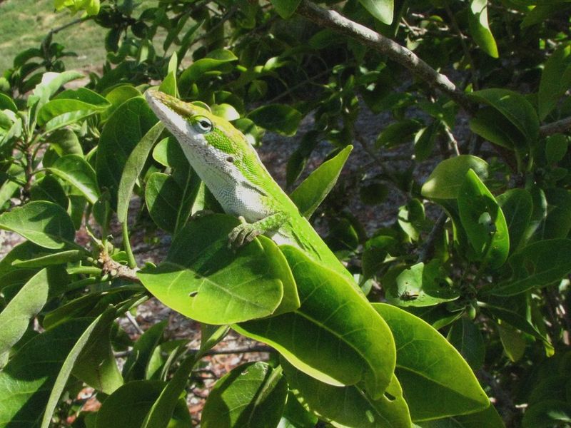 Your Florida yard gets more anoles and fewer pests when you stop doing these 7 things