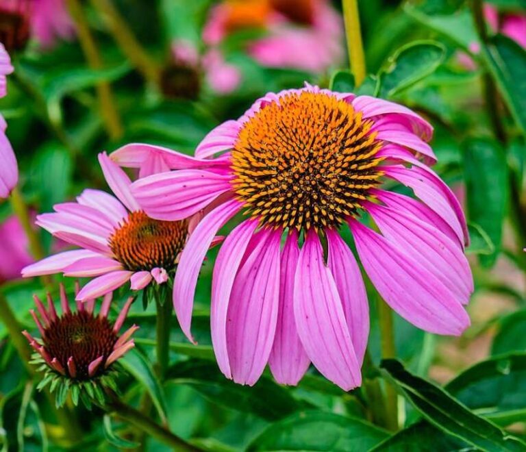 Sow These Native Seeds Along Your North Carolina Ditch Bank This Fall and It Blooms Like a Meadow by Summer