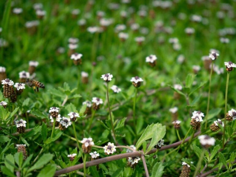 If Weeds Keep Filling the Shady Ground Under Your Trees, This Flowering Cover Blankets It Beautifully