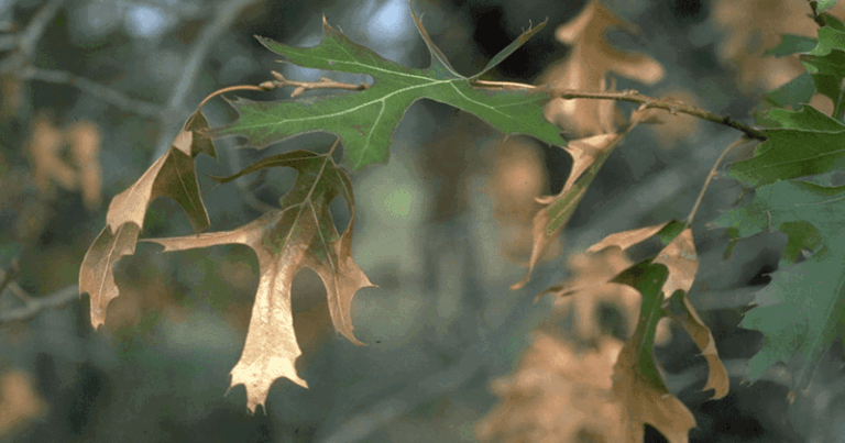 Your Central Texas Oak Leaves Are Browning at the Edges Because of This Root Rot, Not Fall Color