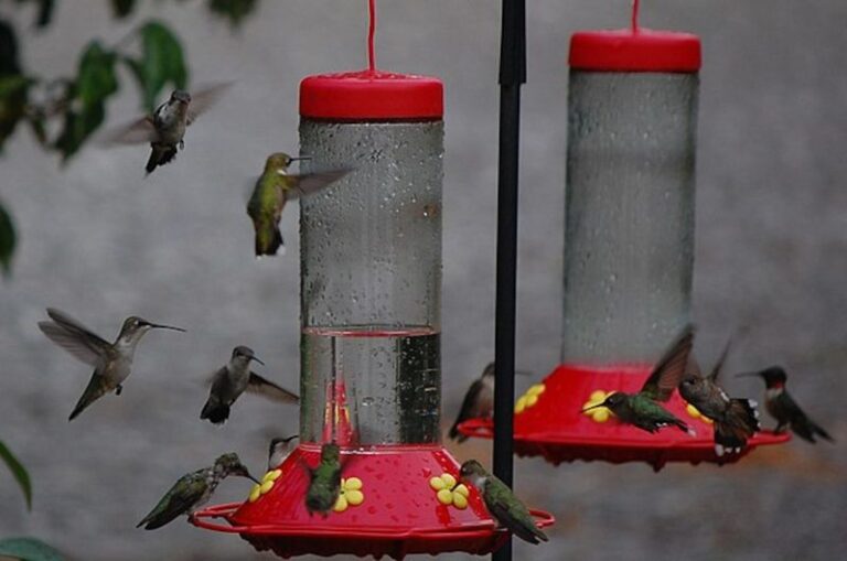Your Hummingbirds Suddenly Stopped Visiting This Fall — Here’s the Feeder Change Driving Them Off