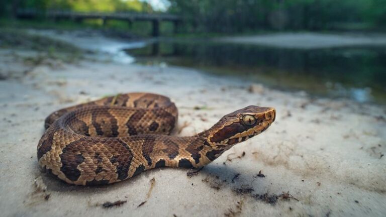 7 Florida Yard Conditions Drawing Cottonmouths to Your Pond – and What Actually Pulls Them In