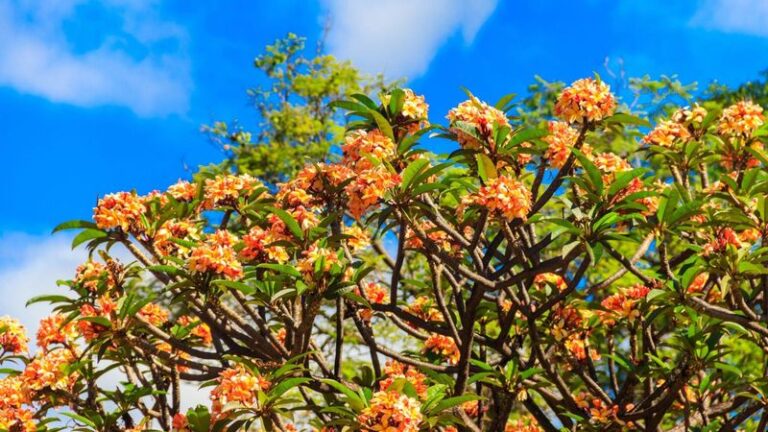 Why Your California Plumeria Leaves Turn Yellow as Nights Cool, and the Move That Saves Next Year’s Blooms