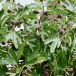 Your Central Texas Fig Tree Holds More Fruit Through Heat When You Do This First