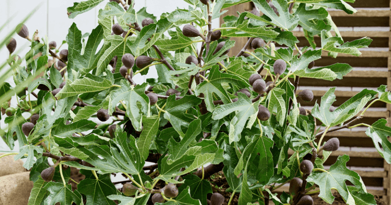 Your Central Texas Fig Tree Holds More Fruit Through Heat When You Do This First