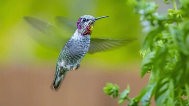 The Easy California Patio Changes That Quietly Turn It Into a Hummingbird’s Favorite Daily Stop