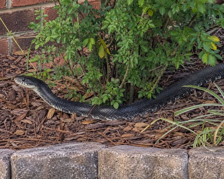 What It Really Means When Rat Snakes Start Showing Up Around Your North Carolina Shed This Fall