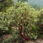 The California Native Plants To Put In The Ground Now So They Root In Before Summer