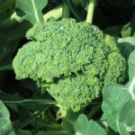 The Underrated North Carolina Vegetables That Keep Producing Long After Shorter-Season Gardens Have Quit