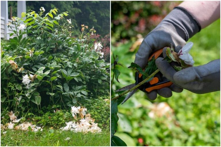 Your Peonies Set Better Blooms Next Year When You Don’t Skip This After-Flowering Step