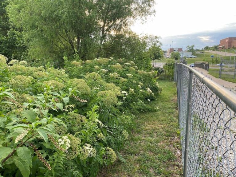 Why North Carolina Gardeners Are Planting Elderberry Along Fence Lines This Fall to Feed Birds and Screen the Yard