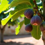 Why Your California Fig Tree Grows Nothing but Leaves, and the Care Change That Finally Sets Fruit