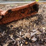 7 Florida Mulches That Quietly Draw Roaches Up Against Your Foundation – and What to Use Instead
