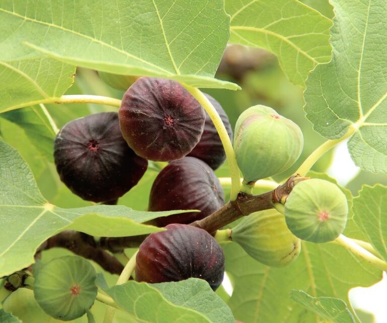 Your Fig Tree Sets More Fruit When You Fix the Few Things That Hold It Back