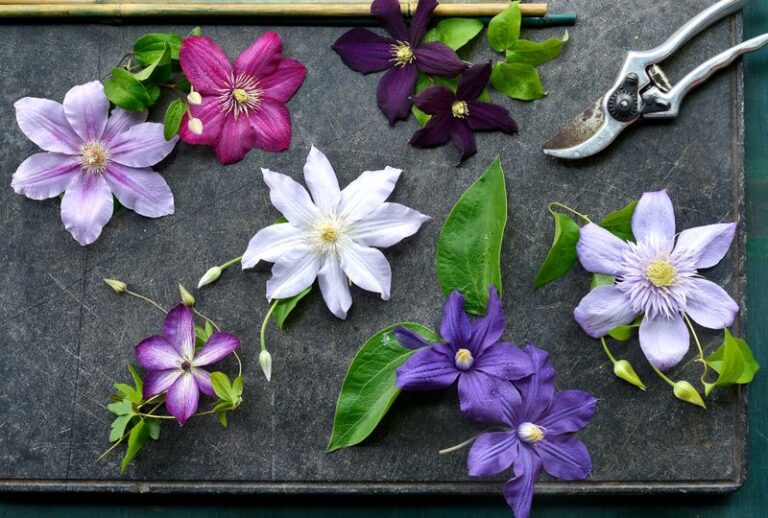 Your Clematis Looks Healthy but Won’t Set a Single Bloom – Here’s the Care Timing It’s Waiting On