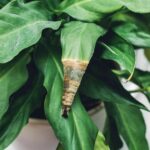 Your Peace Lily Leaves Are Turning Black Because of One Routine Slip — Here’s How to Save It