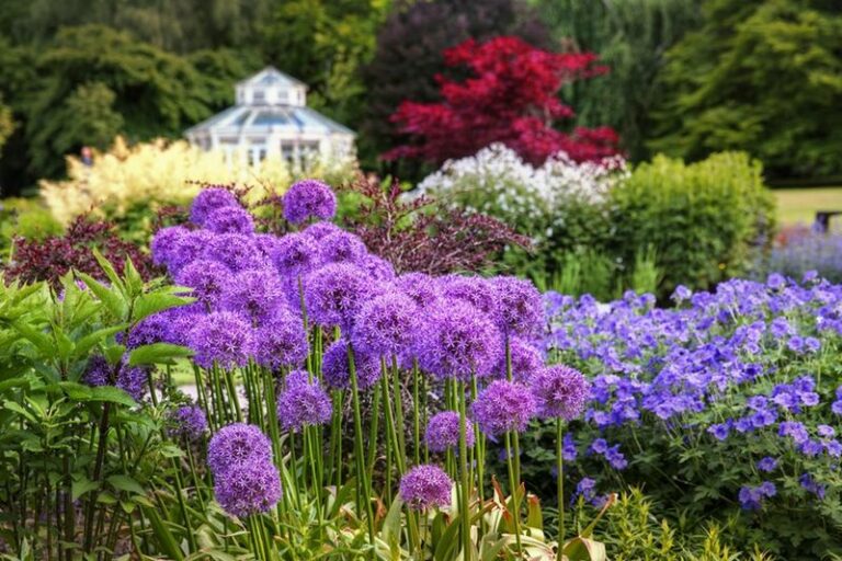 What North Carolina Gardeners Do to Get Alliums That Come Back Bigger and Bloom Every Spring Without Replanting