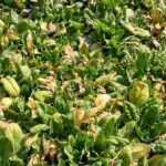 Your Fall Spinach Sprouts Then Suddenly Yellows and Flops in the Bed – Here’s the Watering Slip Behind It