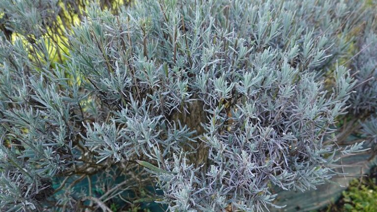 Why Your California Lavender Goes Woody and Quits Blooming, and the Cutback That Actually Brings It Back
