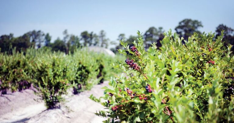 Why Your North Carolina Blueberry Bushes Keep Growing Leaves but Give You Fewer Berries Every Year