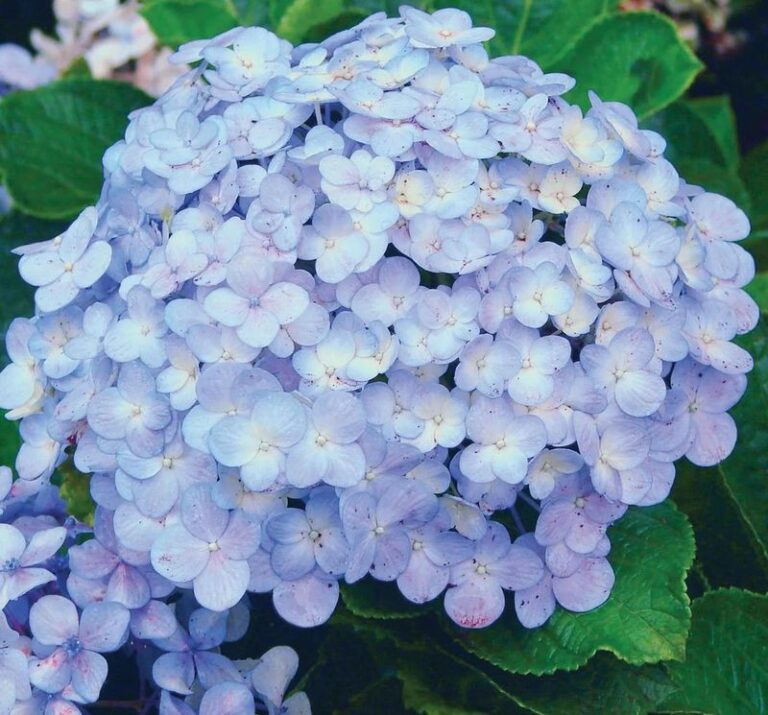 These 7 hydrangeas are the only ones that still look right in a Florida summer