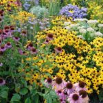 Your Perennials Fizzle Out After a Few Weeks – Here Are the Low-Maintenance Picks That Keep Blooming for Three Months Straight