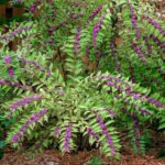 American Beautyberry Has Lab-Tested Tick-Repellent Compounds – Here Is What That Actually Means for Your North Carolina Yard
