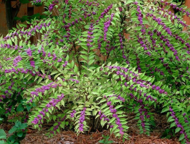 American Beautyberry Has Lab-Tested Tick-Repellent Compounds – Here Is What That Actually Means for Your North Carolina Yard